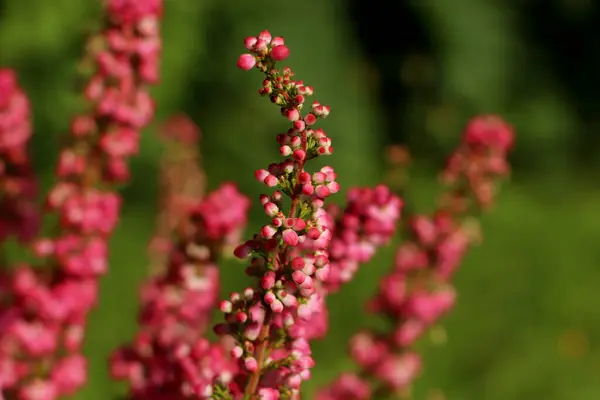 Heather Shrub Beautiful Blooming Flowers Outdoors Sunny Day Closeup — Stock Photo, Image