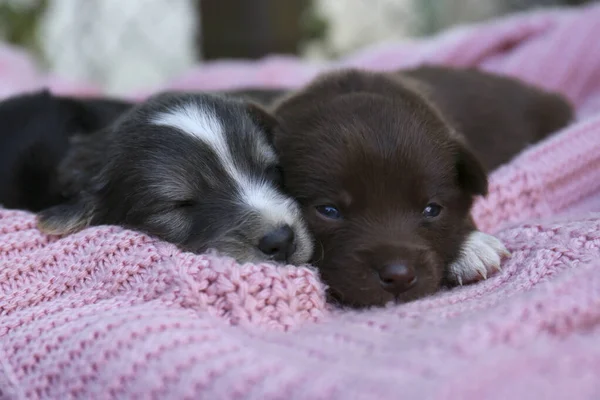 Cute Puppies Lying Pink Knitted Blanket Closeup — Stock fotografie