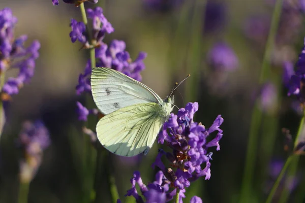 Beautiful Butterfly Lavender Field Sunny Day Closeup — Stockfoto