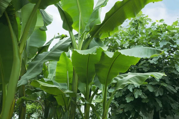 Рослини Свіжих Зелених Бананів Ростуть Відкритому Повітрі Тропічні Листя — стокове фото