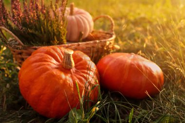 Wicker basket with beautiful heather flowers and pumpkins on green grass outdoors