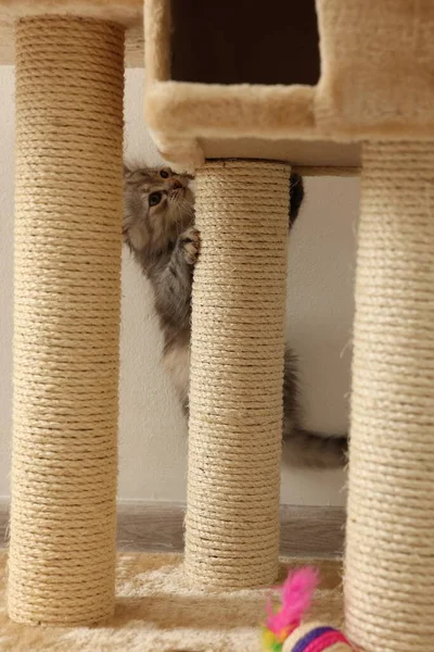 かわいいふわふわ子猫は家で猫の木に登る — ストック写真
