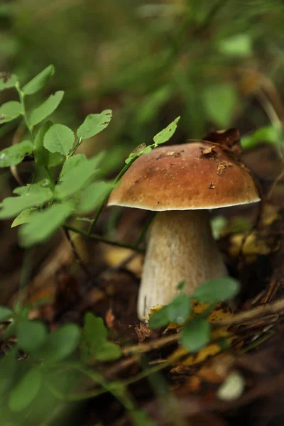 Verse Wilde Paddestoel Groeit Het Bos Close — Stockfoto