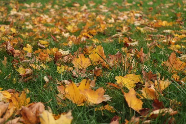 Torra Blad Grönt Gräs Hösten — Stockfoto