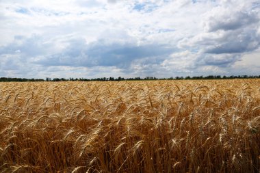 Bulutlu bir günde olgunlaşmış buğday dalları ile tarımın güzel manzarası