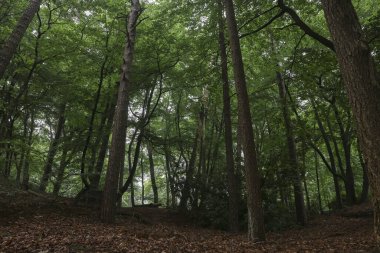 Farklı yeşil ağaçları olan güzel bir orman manzarası.