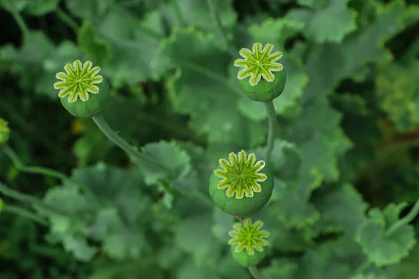 Green Poppy Heads Growing Field View — Stock Photo, Image