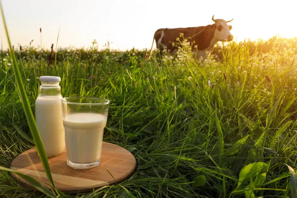 牧草地で牛の放牧と木製ボード上の牛乳のガラスとボトル — ストック写真