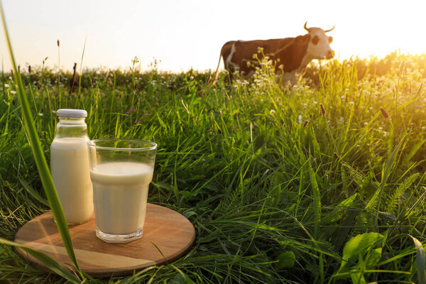 Стекло и бутылка молока на деревянной доске с выпасом коровы на лугу