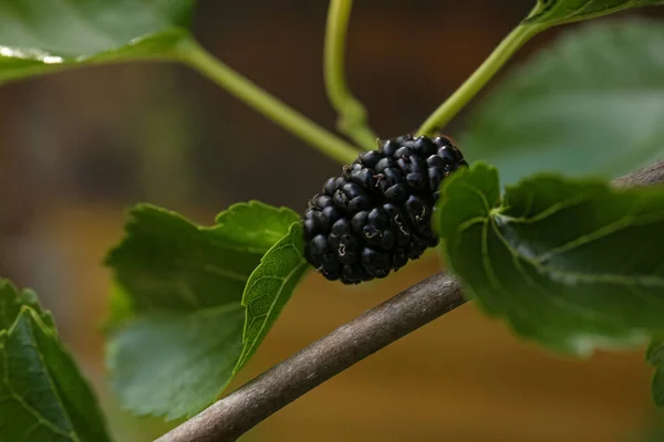 Branch Tasty Ripe Mulberry Closeup View — Stock Photo, Image