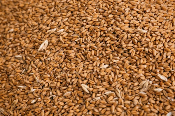 Haufen Weizenkörner Als Hintergrund Nahaufnahme — Stockfoto