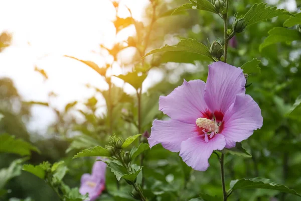 Prachtige Hibiscus Struik Met Violette Bloem Buiten Ruimte Voor Tekst — Stockfoto