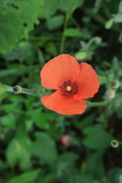 Piękny Kwitnący Czerwony Mak Ogrodzie Zbliżenie — Zdjęcie stockowe