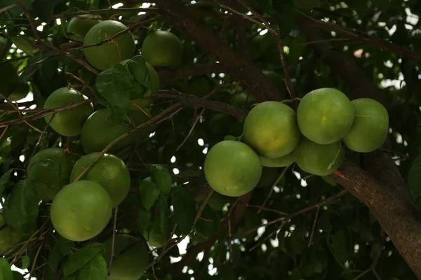 Dojrzewające Owoce Pomelo Drzewie Ogrodzie Widok Niskiego Kąta — Zdjęcie stockowe