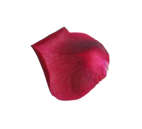 Κόκκινο Τριαντάφυλλο Πέταλο Λουλούδι Λευκό Φόντο — Φωτογραφία Αρχείου