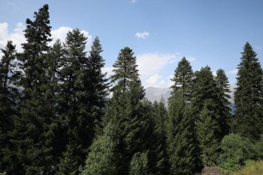 Açık mavi gökyüzünün altındaki ormandaki güzel ağaçlar