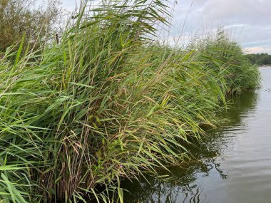 Nehir sazlıklarının ve bulutlu gökyüzünün resimli görüntüsü