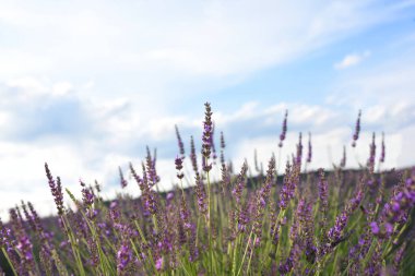 Beautiful blooming lavender plants growing in field, closeup