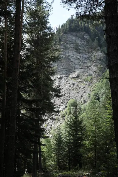 Hermosos Árboles Creciendo Bosque Cerca Montaña — Foto de Stock
