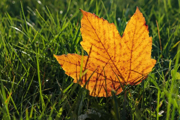 Beautiful Fallen Leaf Green Grass Outdoors Sunny Autumn Day Closeup — Stock Photo, Image