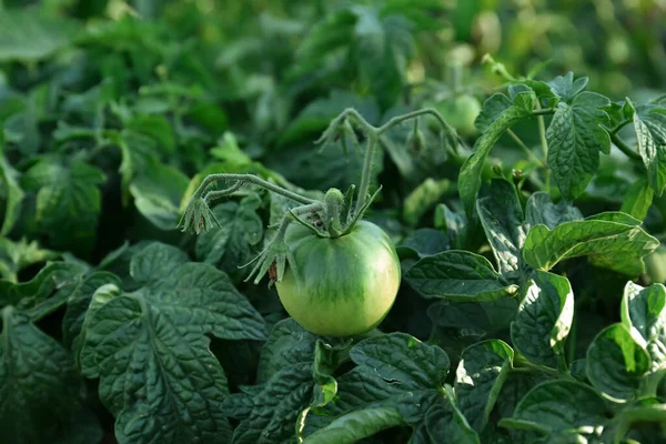 Vacker Grön Tomat Växt Som Växer Trädgården Närbild — Stockfoto