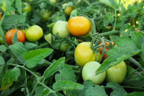 Grön Växt Med Mognande Tomater Trädgården Närbild — Stockfoto