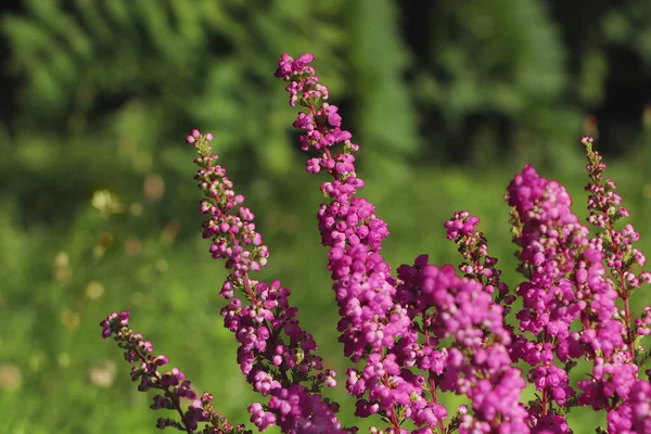 Heather Shrub Beautiful Blooming Flowers Outdoors Sunny Day Closeup — Stock Photo, Image