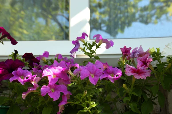 Diferentes Petunias Florecientes Hermosas Cerca Ventana Aire Libre — Foto de Stock