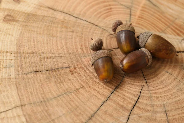 Muitas Bolotas Toco Árvore Espaço Para Texto — Fotografia de Stock