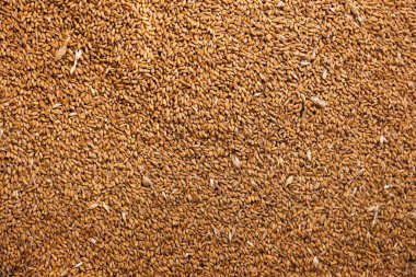 Arkaplan olarak buğday taneleri yığını, yakın plan görünümü