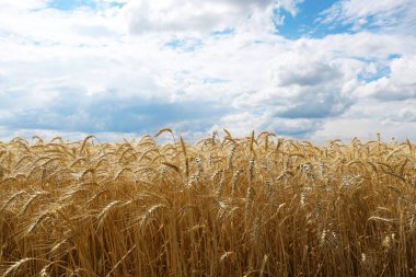 Güneşli bir günde olgunlaşmış buğday dalları ile tarımın güzel manzarası
