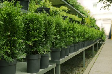 Bir sürü güzel saksı yeşili thuja ağaçları açık havada raflarda.