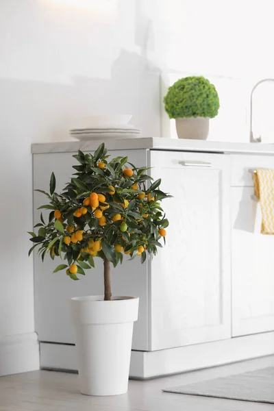 Árvore Kumquat Vaso Com Frutos Amadurecimento Dentro Casa Design Interiores — Fotografia de Stock