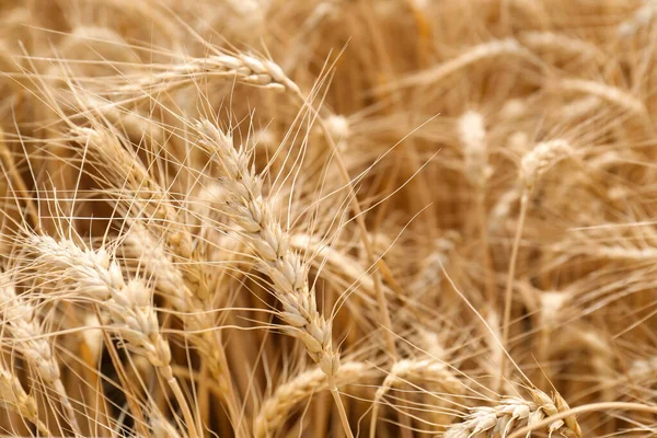 Ripe Wheat Spikes Agricultural Field Closeup — Stock Photo, Image