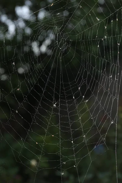 Vedere Aproape Păianjen Picături Rouă Aer Liber — Fotografie, imagine de stoc