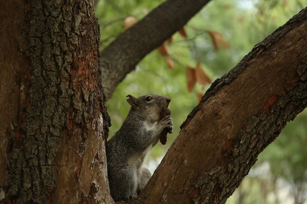 View Cute Squirrel Tree Branch Forest — Stock Photo, Image