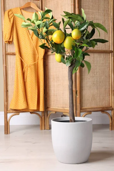 Idea Minimalist Interior Design Small Potted Lemon Tree Fruits Folding — Zdjęcie stockowe