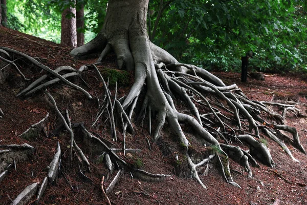 Beautiful Tree Roots Showing Ground Forest Stock Photo