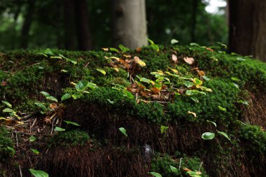 Beautiful green moss and wild plants growing in forest