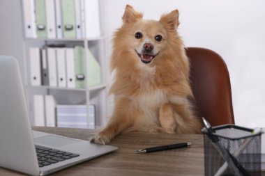 Cute Pomeranian spitz dog at table in office