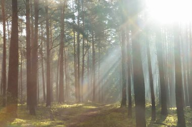 Ağaçların arasından parlayan güneş ışınlarıyla muhteşem orman manzarası