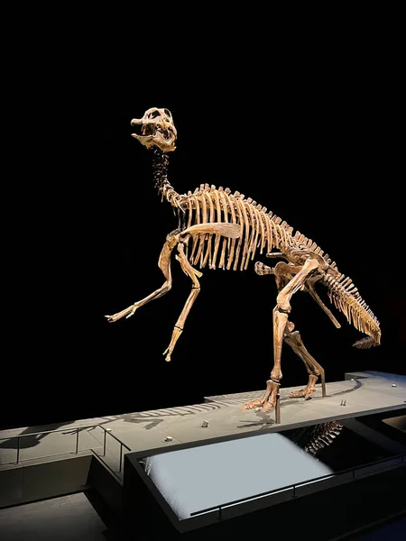 Σκελετός Μεγέθους Ζωής Του Εντμοντόσαυρου Στο Μουσείο — Φωτογραφία Αρχείου