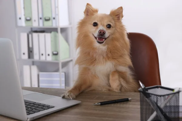 Cute Pomeranian Spitz Dog Table Office — Stockfoto