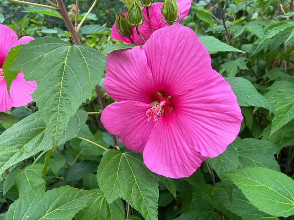Mooie Bloeiende Roze Hibiscus Bloem Kas Close — Stockfoto