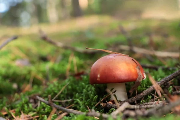 Russula Mantarı Ormandaki Yeşil Çimlerin Arasında Yetişiyor Metin Için Boşluk — Stok fotoğraf