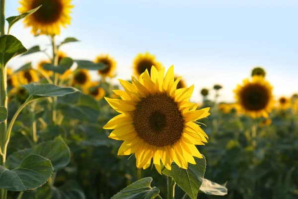 Vacker Blommande Solros Fält Sommardagen — Stockfoto