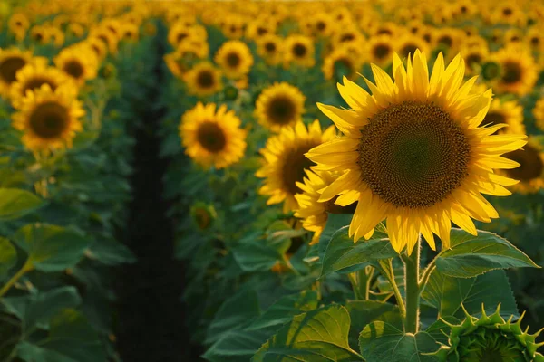 Vacker Blommande Solros Fältet Sommardagen Plats För Text — Stockfoto