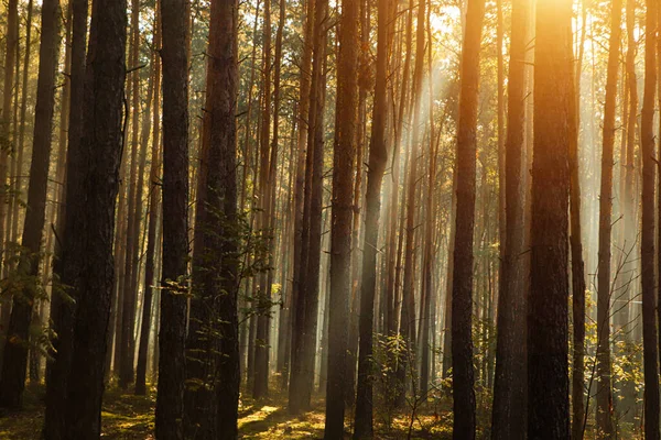 Vista Maestosa Della Foresta Con Raggi Sole Che Splendono Tra — Foto Stock