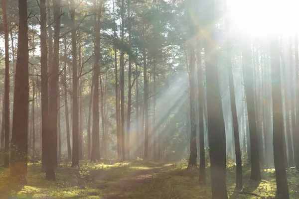 Vista Majestosa Floresta Com Raios Sol Brilhando Através Árvores Manhã — Fotografia de Stock