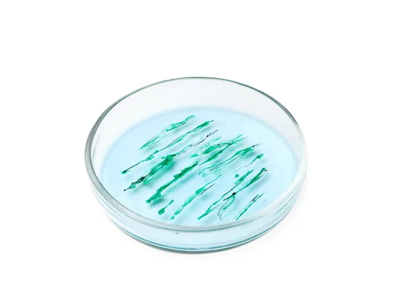 Petri Edény Fehér Alapon Izolált Baktériumkolóniával — Stock Fotó